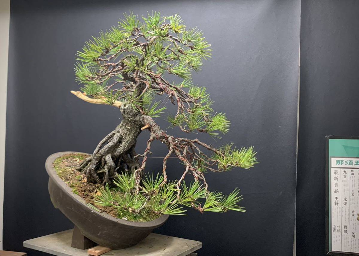 黒松 黒松盆栽 / 赤松 五葉松 真柏 糸魚川 盆栽鉢(松)｜売買された