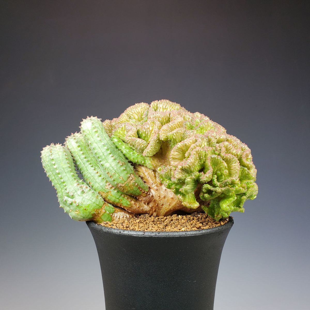 Yahoo!オークション - ユーフォルビア・オベサブロウ 綴化(石化) 9cm鉢