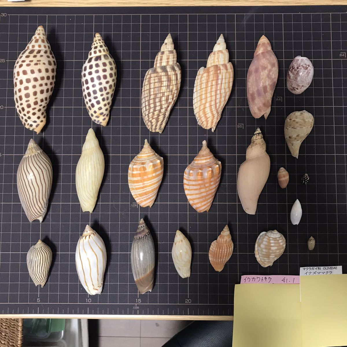 Yahoo!オークション - 貝標本 貝殻 貝がら コレクション no.320 ボラ系