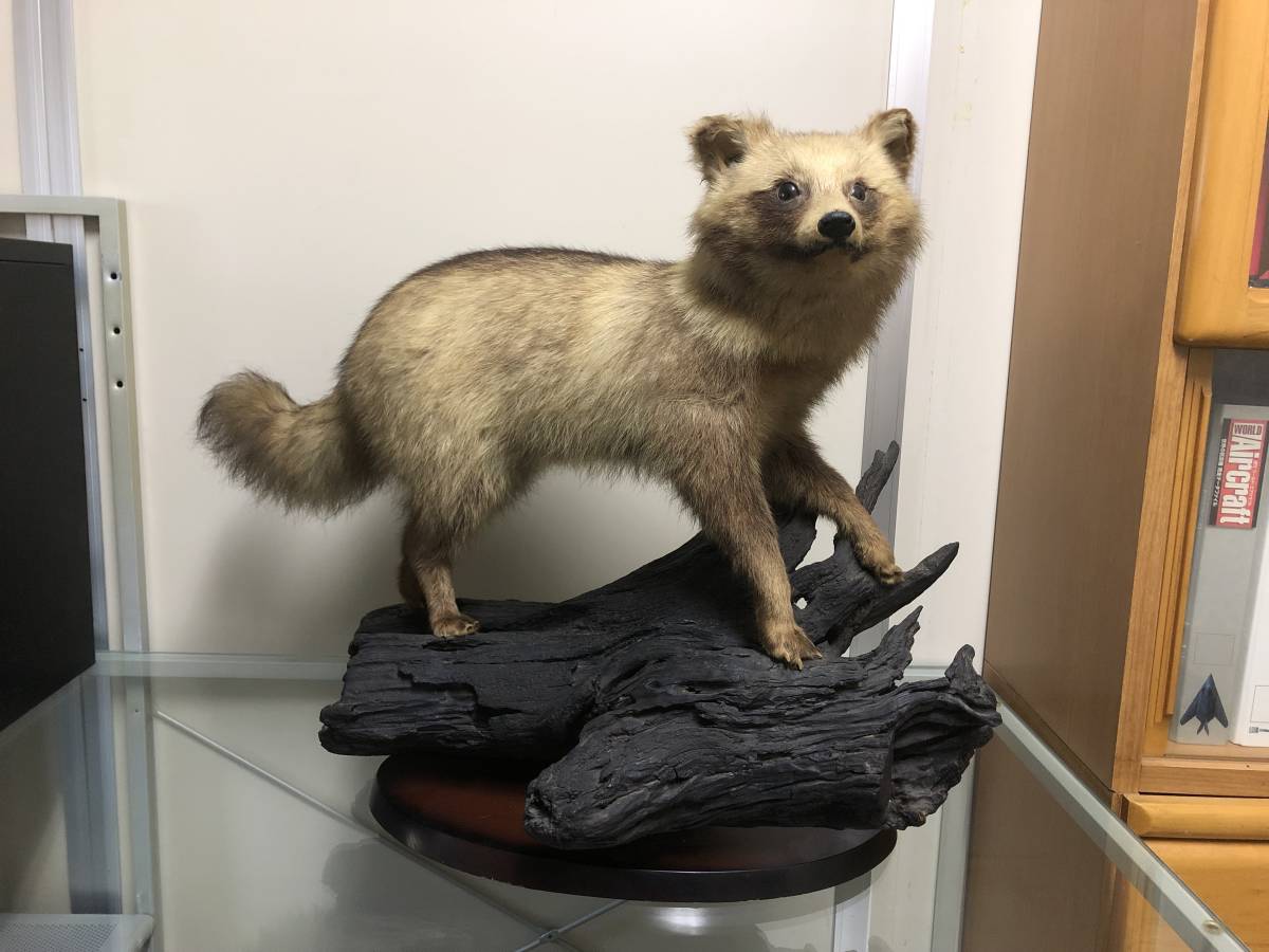 Yahoo!オークション - 引取限定 狸 タヌキ たぬき 剥製 高さ約55cm 置