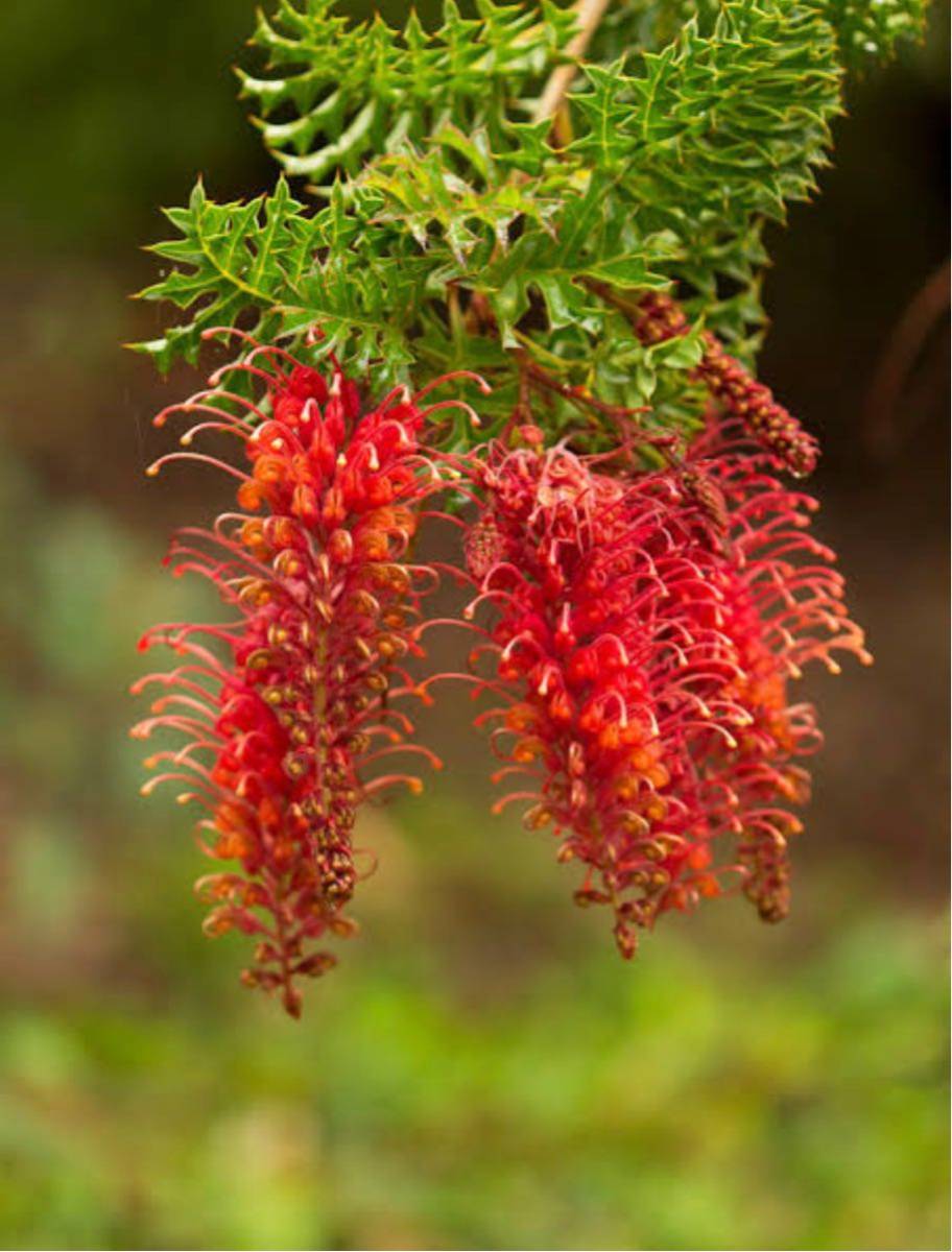 Yahoo!オークション - 激レア グレヴィレア グレープグレビレア グレ