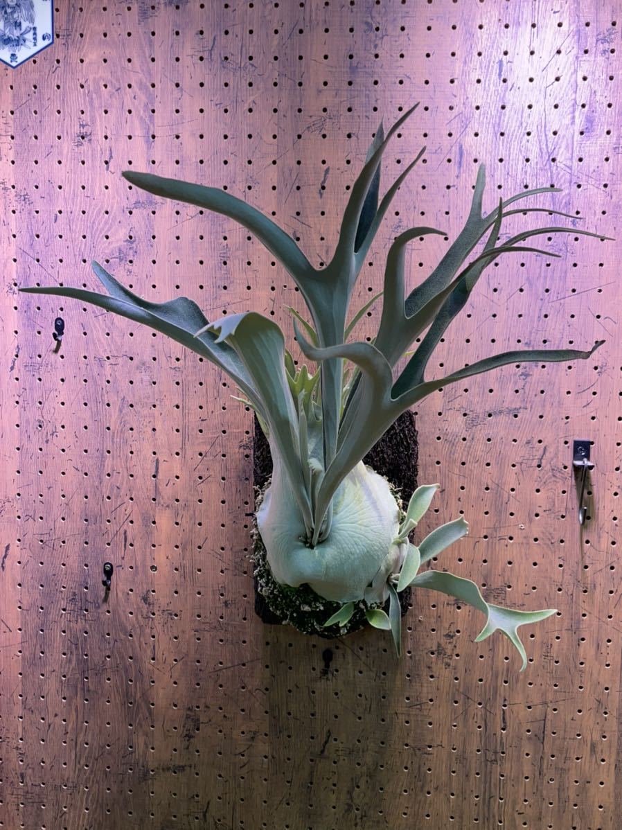 Yahoo!オークション - P.veitchii wild 親株出品 ビカクシダ ベイチー