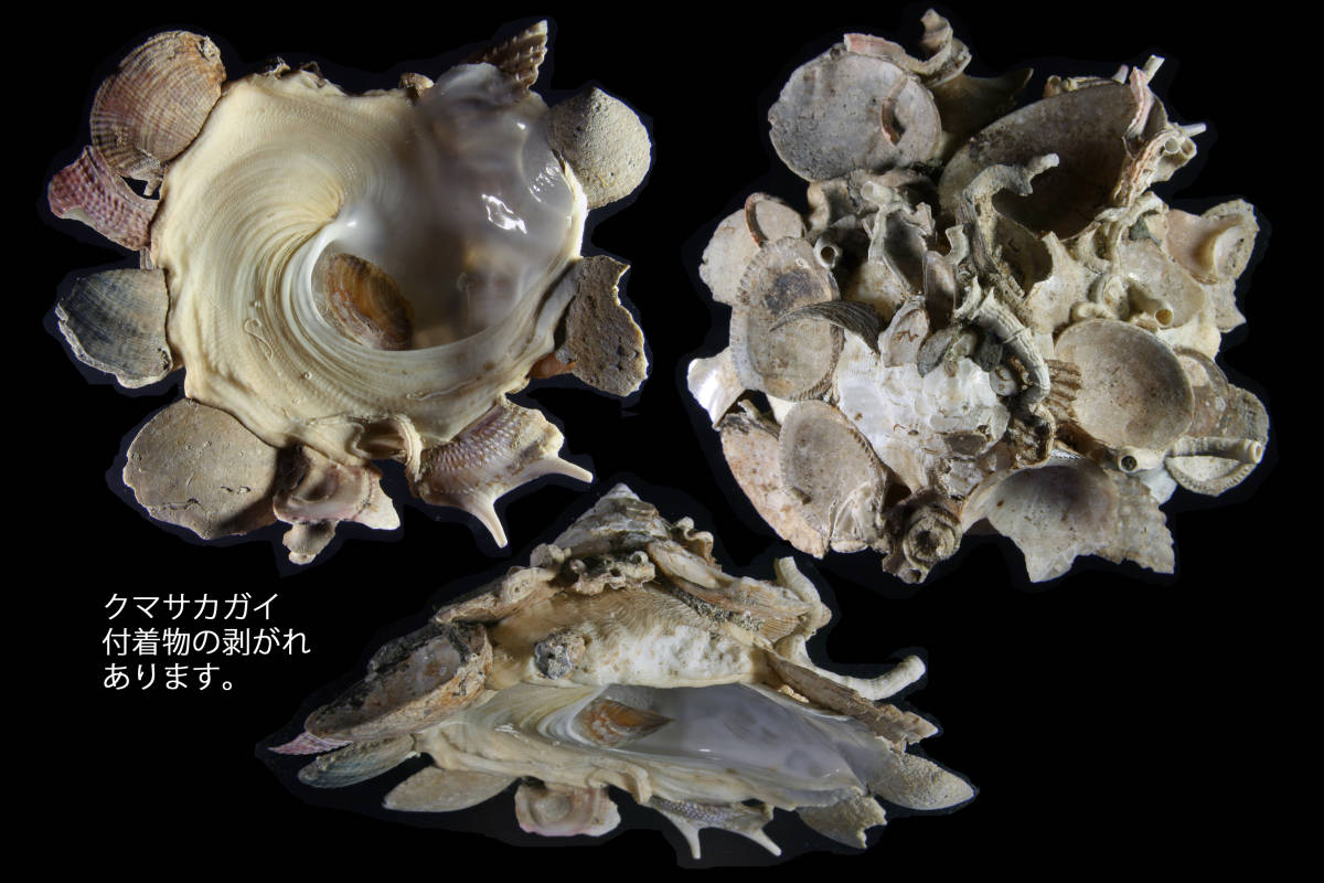 Yahoo!オークション - 貝標本 土佐湾の貝 クマサカガイ 蓋付き