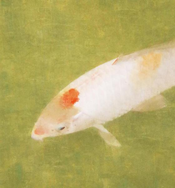 真作】掛軸 梶喜一 鯉 日本画 吉祥画題 出世鯉 二重箱入 U33 真作