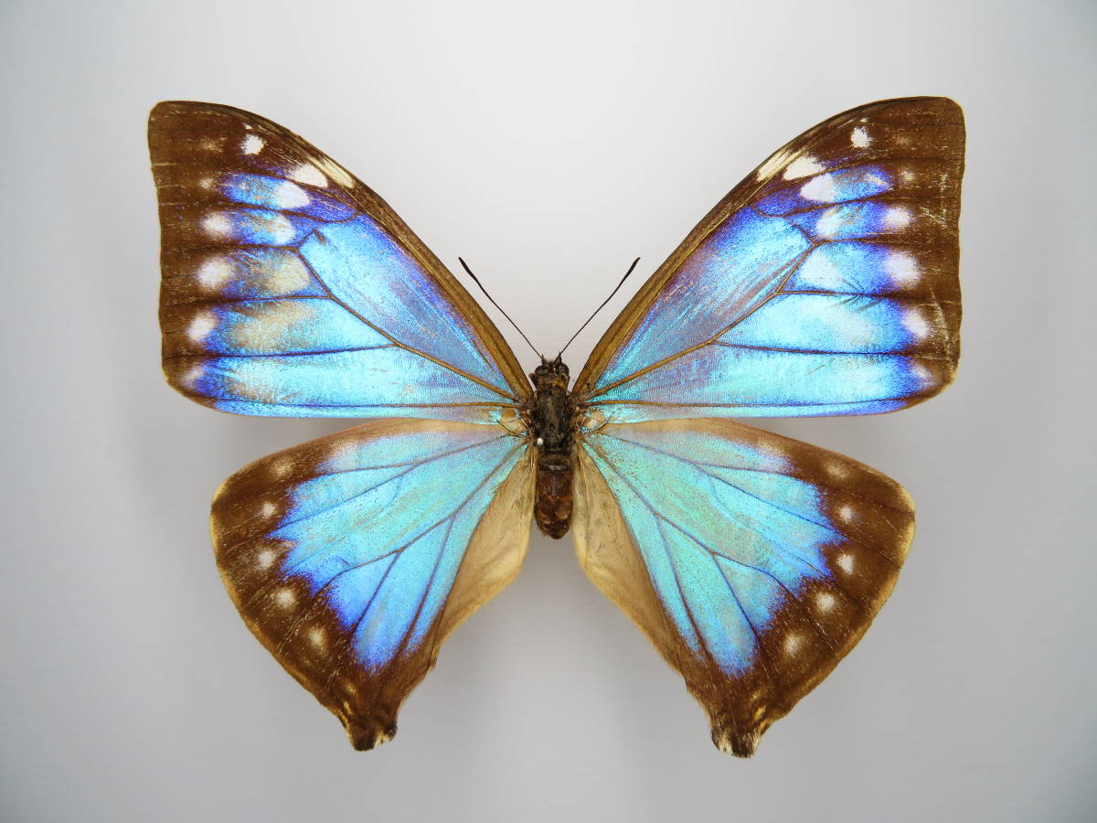 最終価格‼️エガー-モルフォチョウ♀ 標本ブルー型南米ブラジル産 美麗