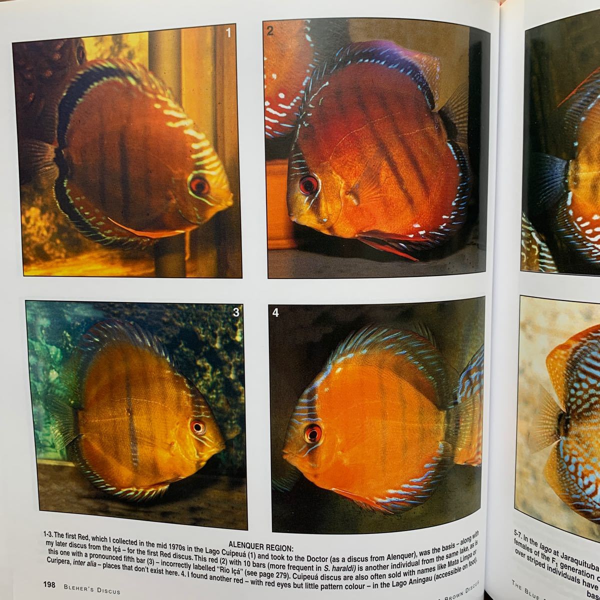 Bleher's Discus 1・2巻セット ディスカス Bleher's Discus 1・2巻