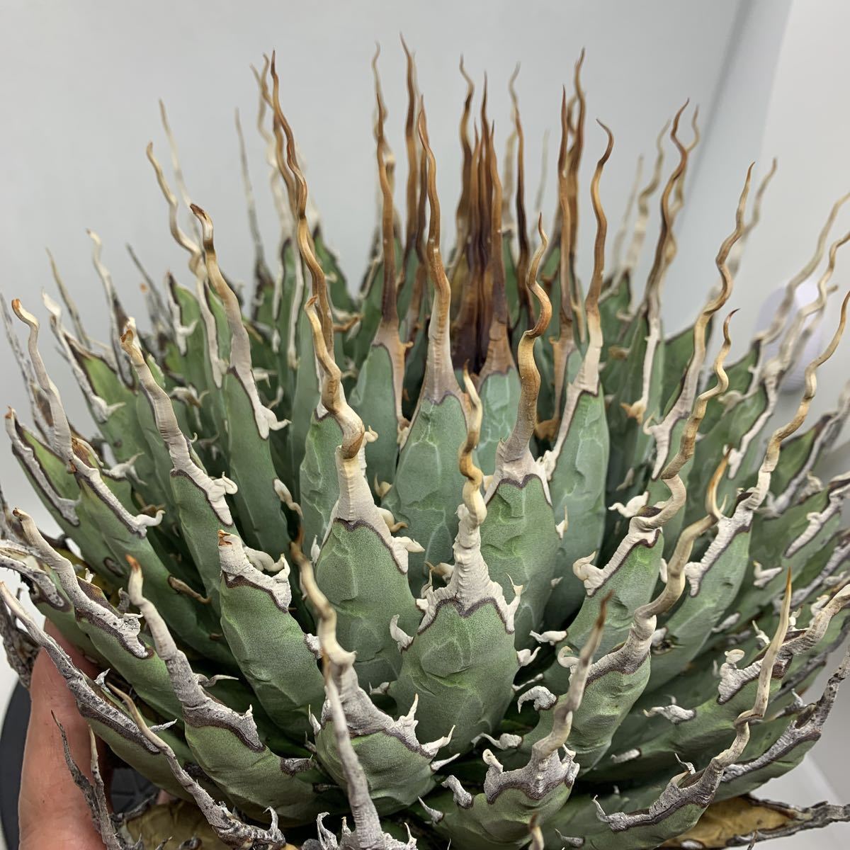 Yahoo!オークション - アガベ ユタエンシス エボリスピナ 陽炎 Agave u