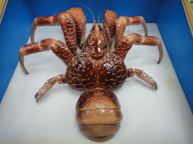 Yahoo!オークション - 4334 ヤシガニの標本 剥製