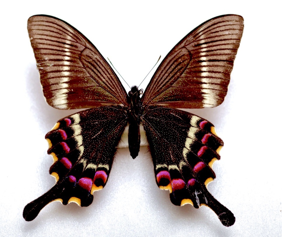Yahoo!オークション - 外国産蝶標本 タカネクジャクアゲハ A-♀ イン
