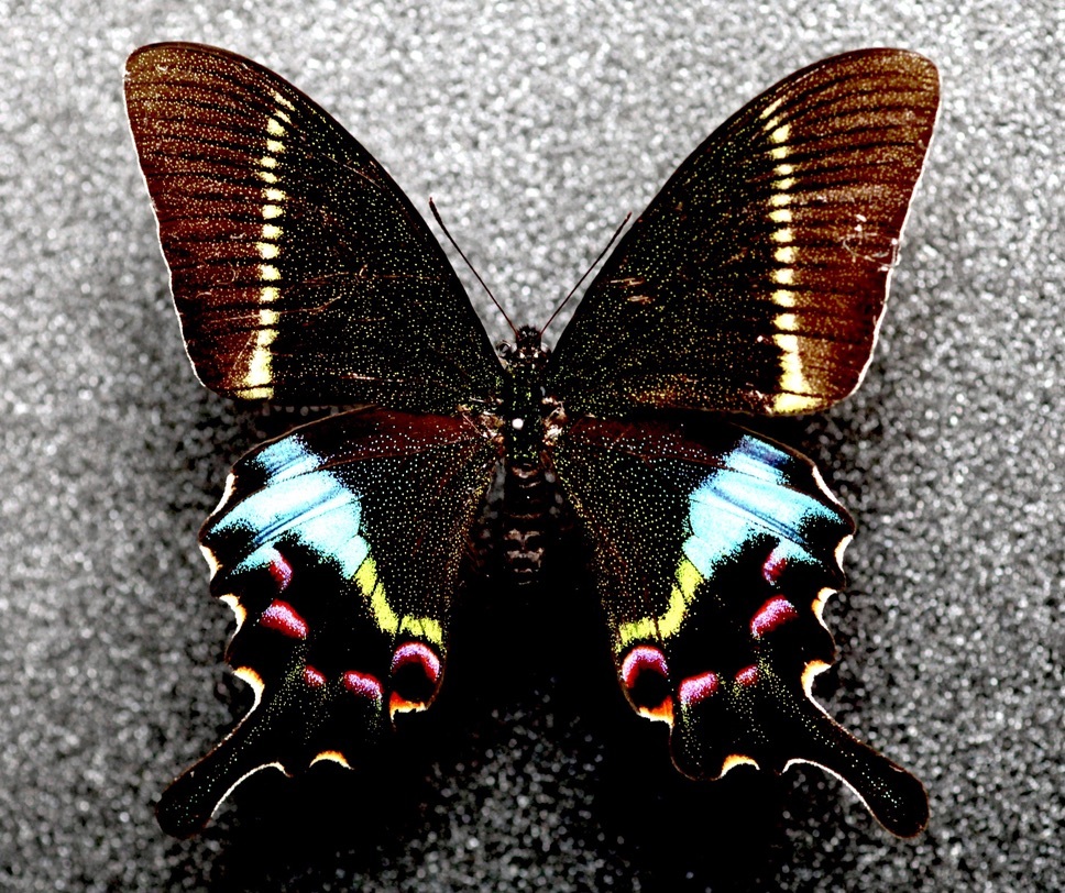 Yahoo!オークション - 外国産蝶標本 タカネクジャクアゲハ A-♀ イン