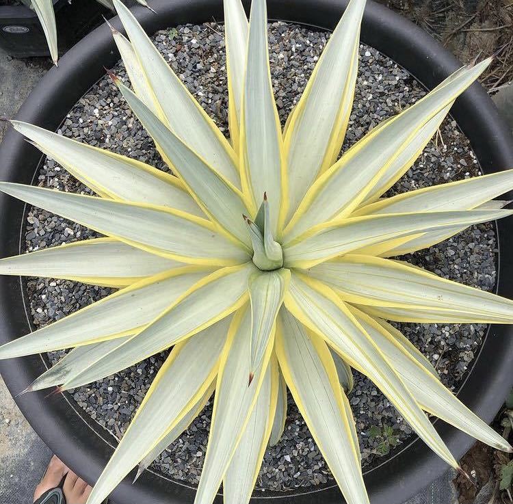 Yahoo!オークション - Agave desmettiana Blue Moon ブルームーン 銀河