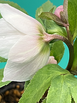 も*も様 ⭐️超希少⭐️極上⭐️3349⭐️ヨシノ⭐️横山園芸 超希少