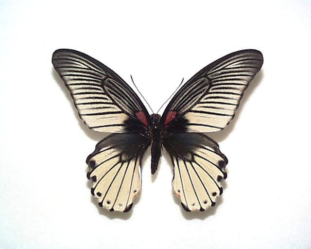 Yahoo!オークション - 外国産蝶標本 ナガサキアゲハ（超白化型） A♀