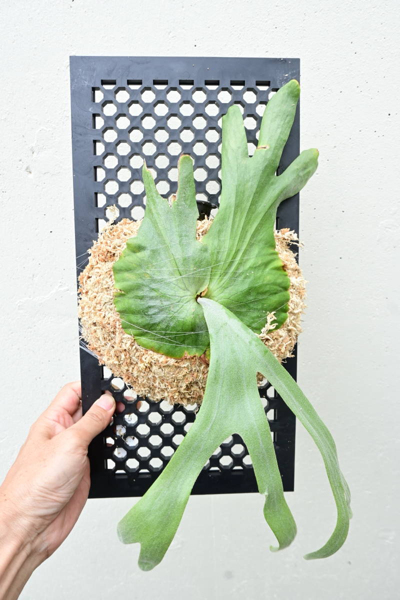 P grande @bikamori com 本物のグランデです ビカクシダ｜Yahoo!フリマ