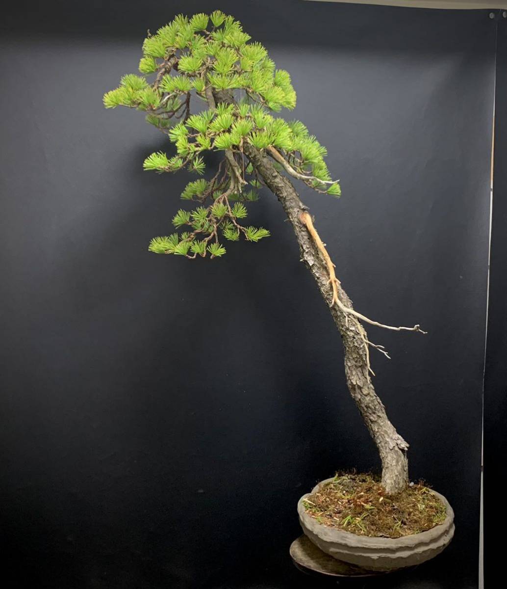 Yahoo!オークション - 《五葉松》五葉松盆栽 文人木 大品盆栽 葉性抜群