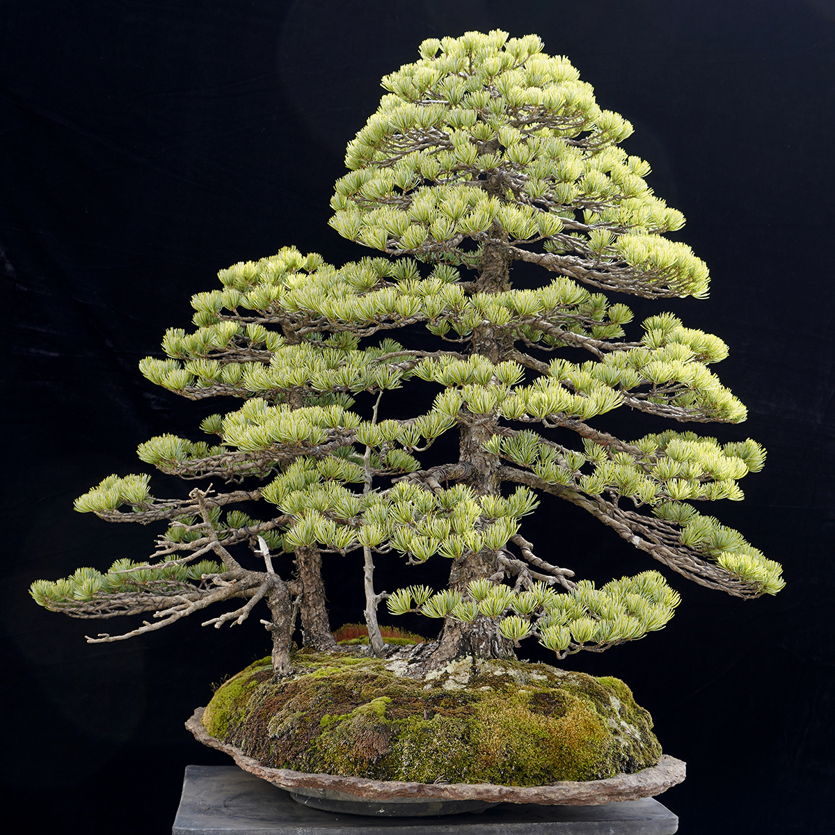 Yahoo!オークション - 引き取り限定「盆松庵」盆栽 那須系五葉松（株立