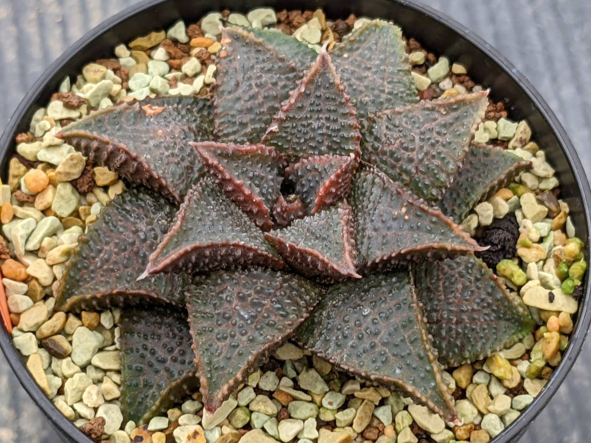 Yahoo!オークション - ハオルチア マクマトリー CCM-1 2.5号