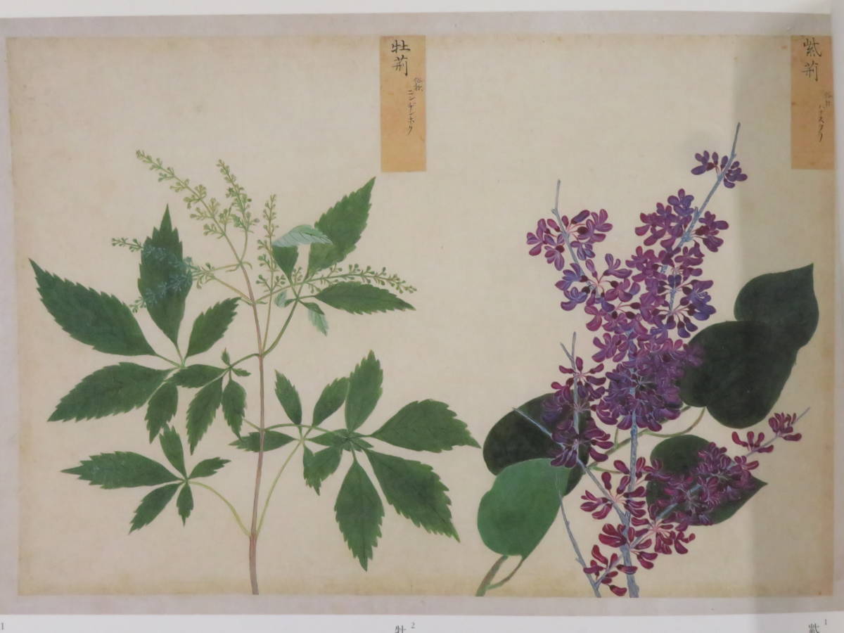 写生画帖：雑木、雑草 衆芳画譜：花弁、花果 高松松平家博物図譜