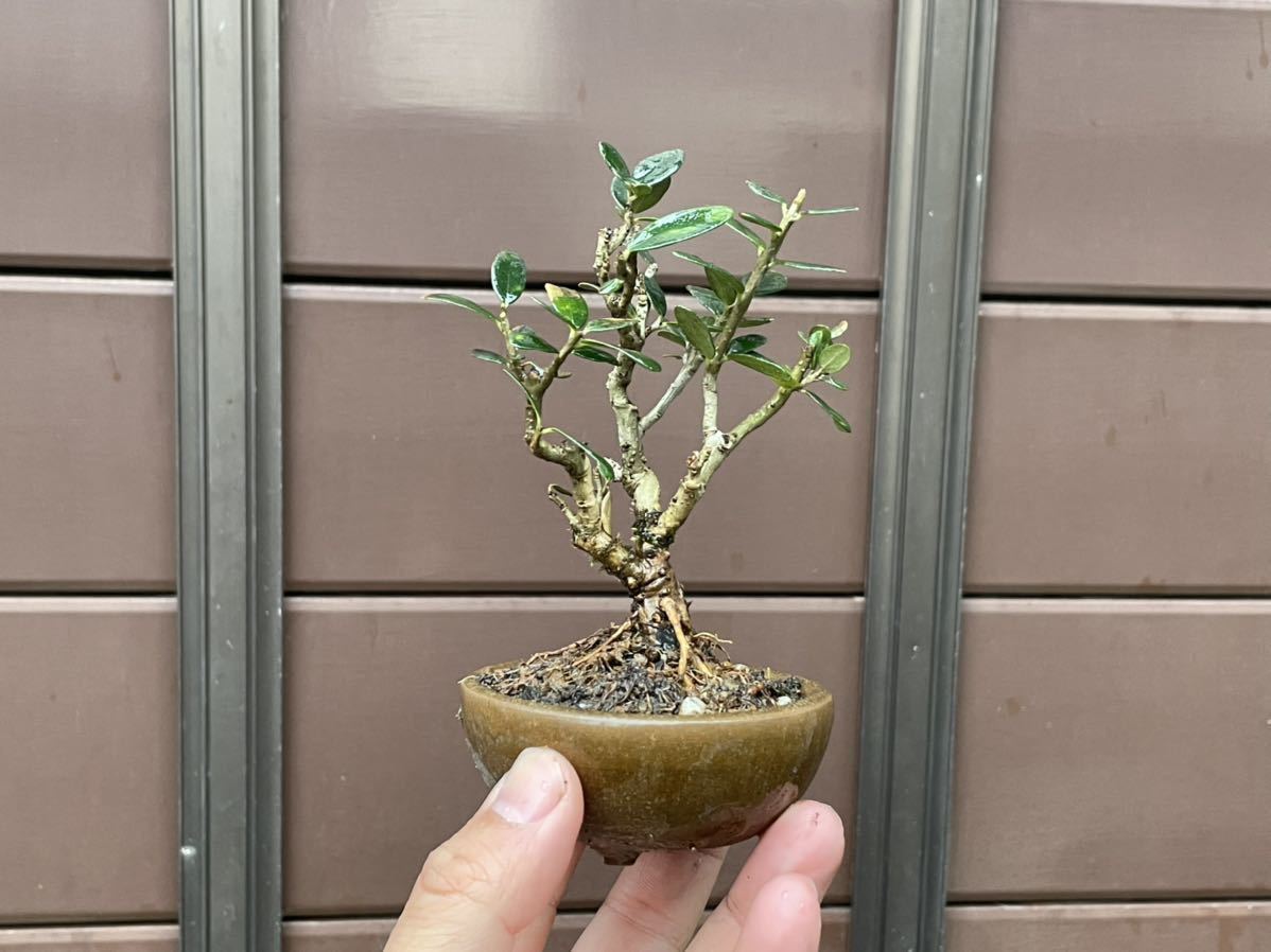 Yahoo!オークション - ミニ盆栽レア種【姫オリーブ】 鉢【森清】