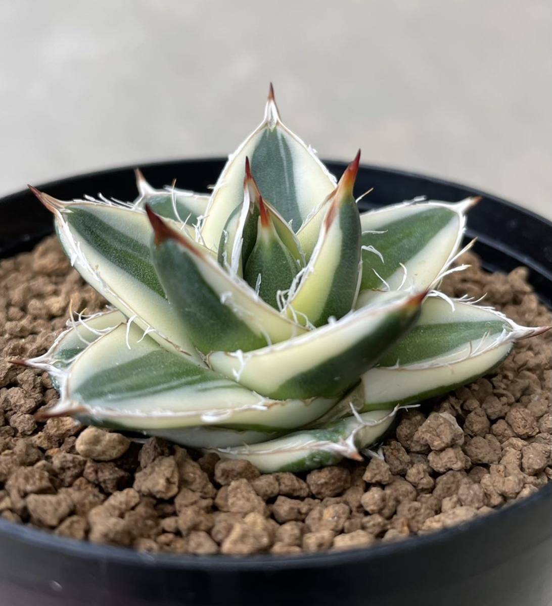 Yahoo!オークション - アガベ ピンキー agave pinky 王妃笹の雪A型 錦