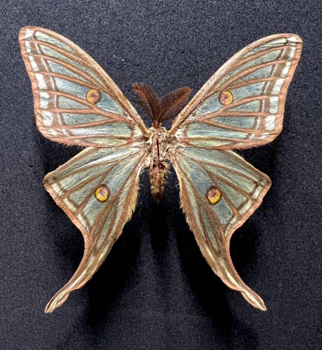 イザベラミズアオ スペイン産 ペア 標本箱付き イザベラミズアオ