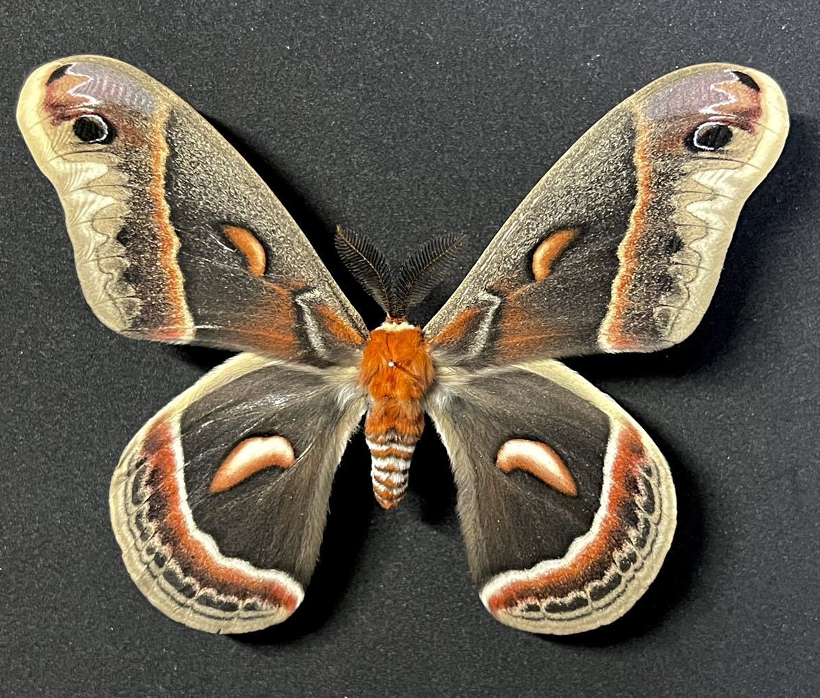 Yahoo!オークション - 【展翅標本】北米のヤママユ セクロピアサン 【