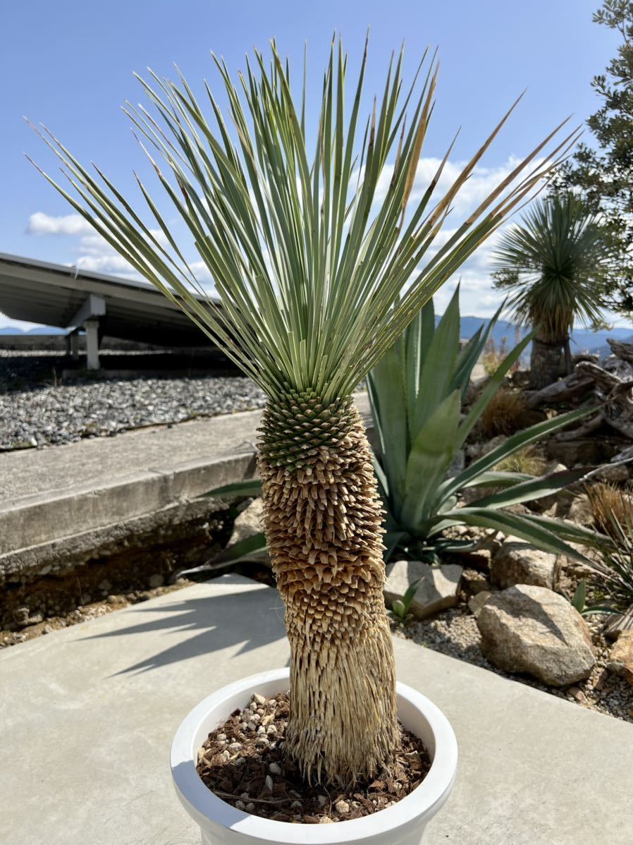 ユッカロストラータ 太株 (ち) ユッカロストラータ 太株 (ふ)