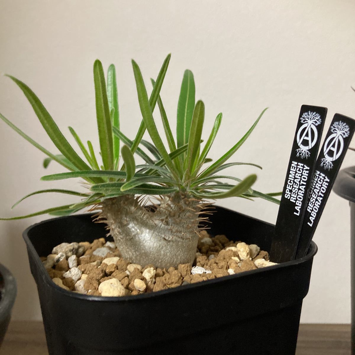 Yahoo!オークション - パキポディウム グラキリス 実生 2頭 二頭 双頭