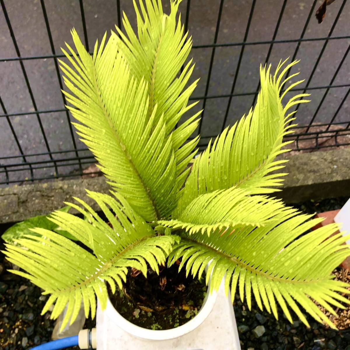 Yahoo!オークション - 観葉植物 黄金 ソテツ サイカス レボルタ 黄金蘇