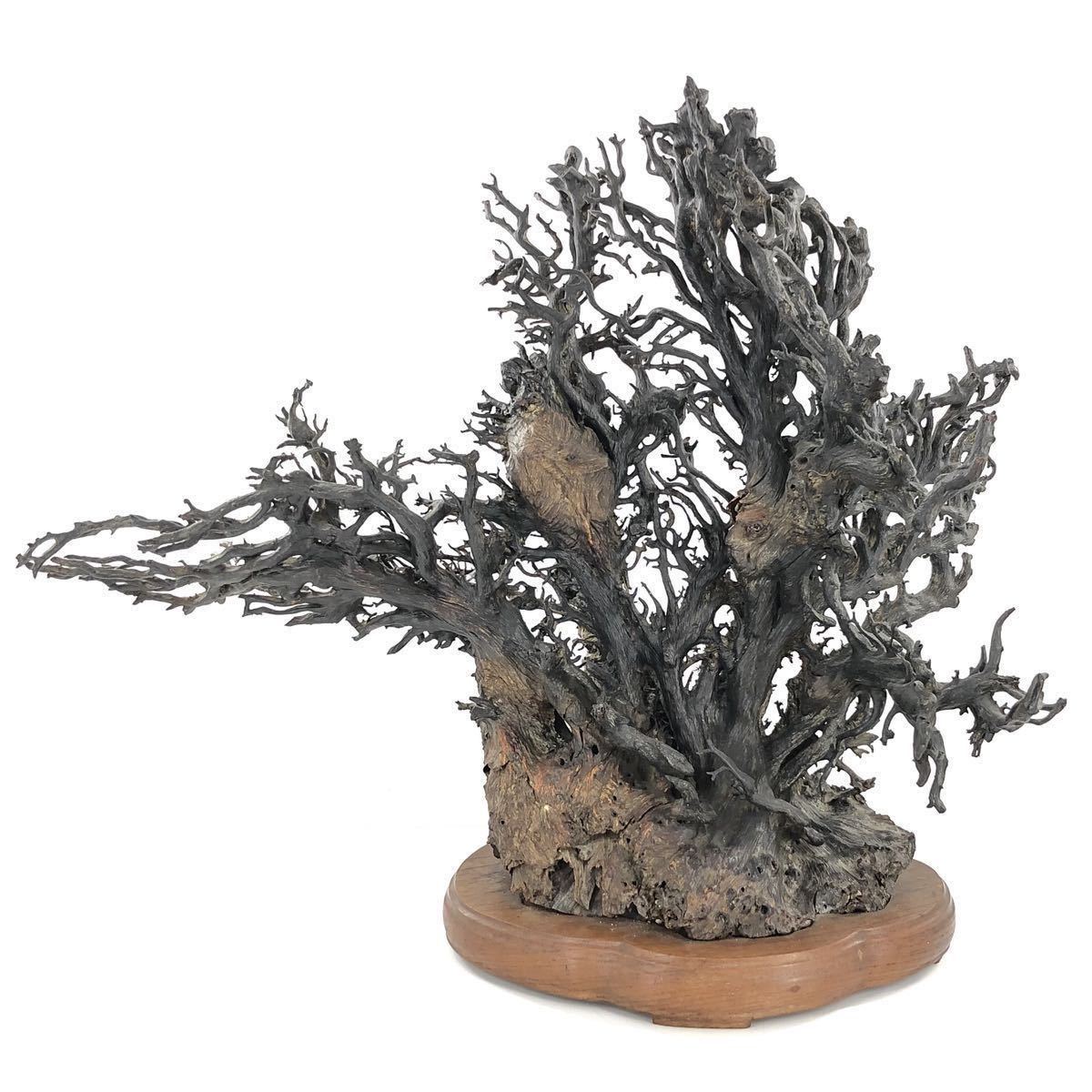 Yahoo!オークション - 【美術品 深海松 原木】畑AB-1 黒珊瑚 総重量2.6