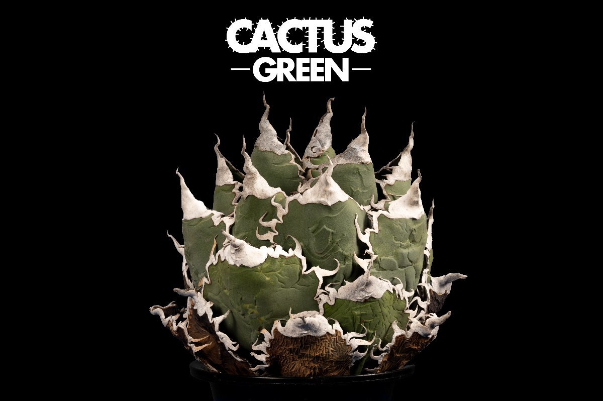 秘蔵 チタノタ「スーパー麻花」超ブツブツ SUPER MaHua 超短葉 秘蔵