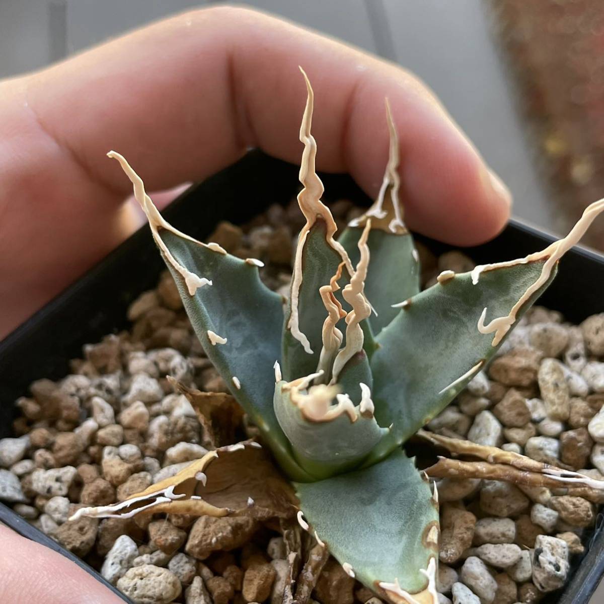 Yahoo!オークション - 特選 陽炎 タイプ エボリスピナ アガベ ユタエン