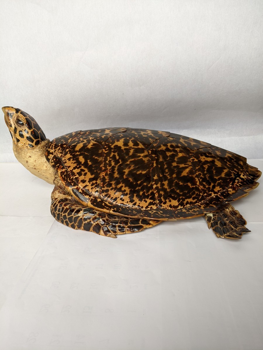 アオウミガメのはく製 ウミガメ 剥製 Yahoo!オークション - 【希少