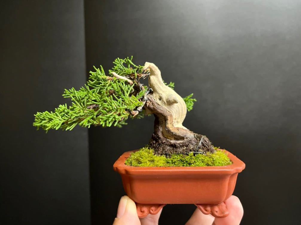 Yahoo!オークション - 真柏盆栽 糸魚川真柏 サバ幹 小品盆栽 ミニ盆栽