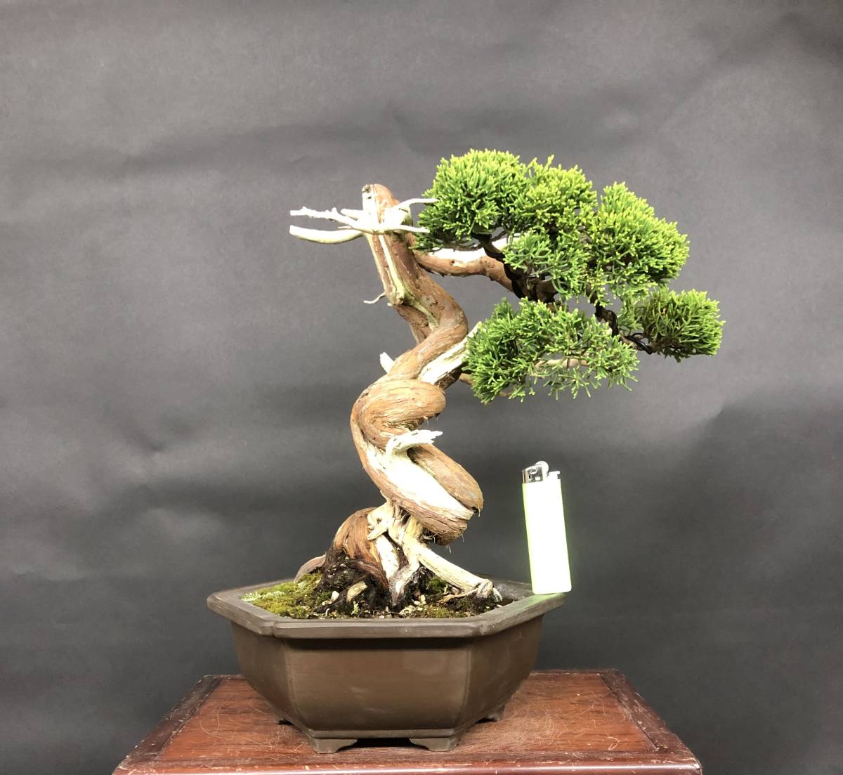 Yahoo!オークション - 【糸魚川真柏】 貴風盆栽 捻転 ジン シャリ 樹高