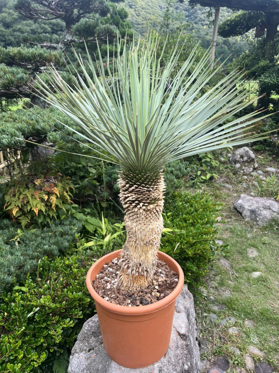 ユッカ ロストラータ 【公式通販】