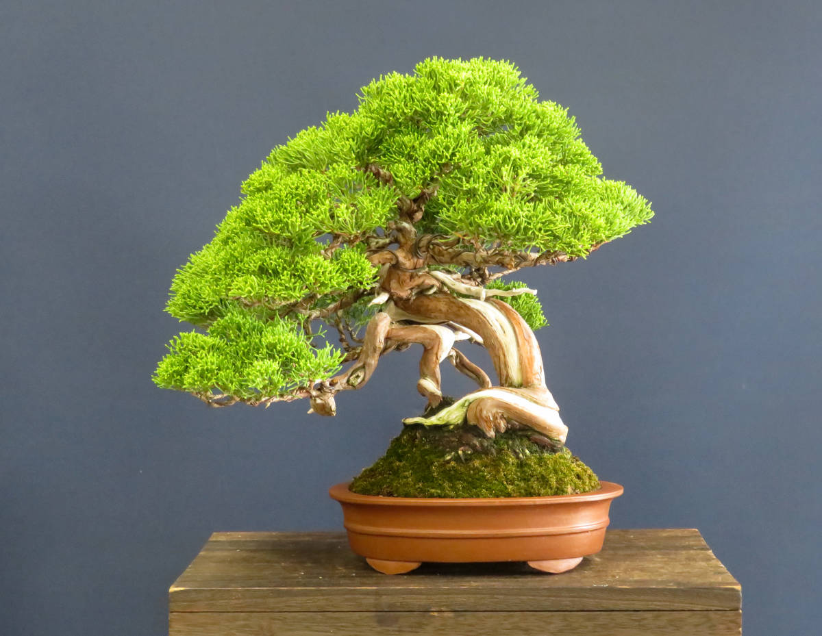 Yahoo!オークション - 盆栽 貴風・中品 山木・山採り 希少サイズ 糸魚
