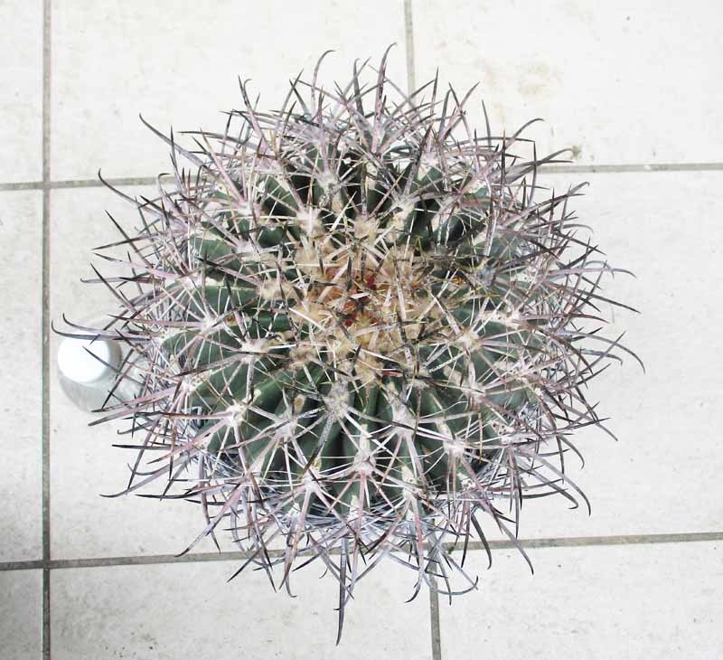 Yahoo!オークション - 【現品】サボテン・フェロカクタス・白鳥丸（ハ