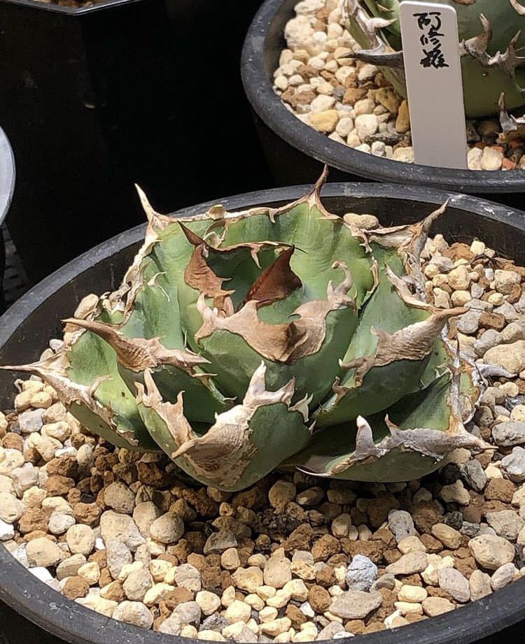 Yahoo!オークション - 【極上子株発根済み】清櫻 清桜 アガベ チタノタ