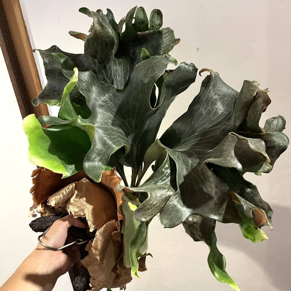 Yahoo!オークション - ビカクシダ クンポン khunphone (yot ♯14)子株