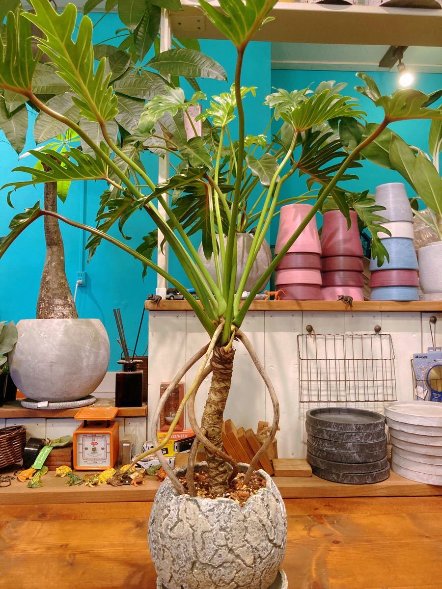 フィロデンドロン クッカバラ 根上がり 送料無料｜Yahoo!フリマ（旧