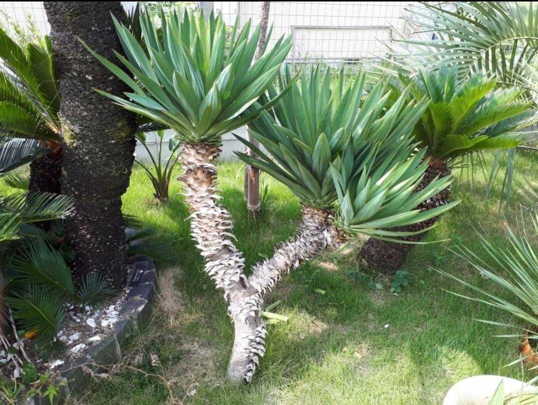 Yahoo!オークション - ユッカグロリオサ アツバキミガヨラン