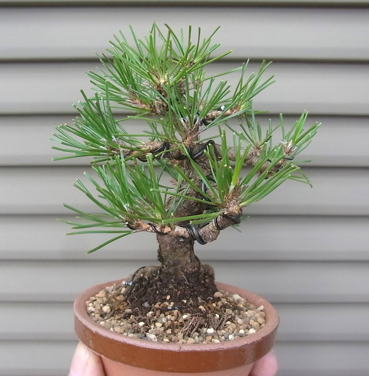 Yahoo!オークション - 黒松 小品盆栽 樹高14cm 激古 皮爆ぜ 根張り 古