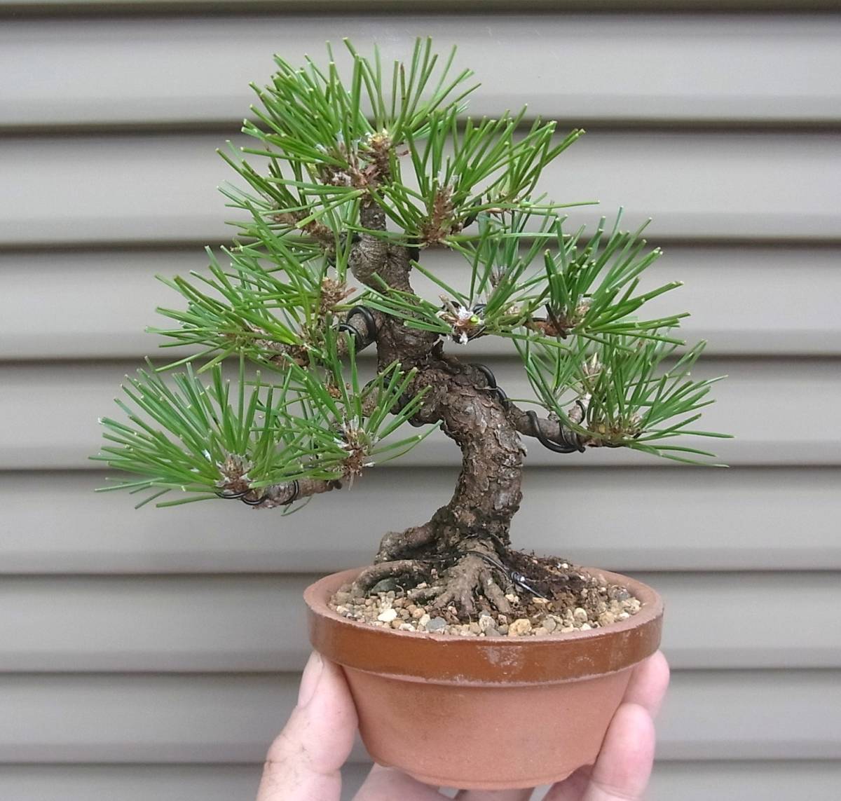 Yahoo!オークション - 黒松 小品盆栽 樹高14cm 激古 皮爆ぜ 根張り 古