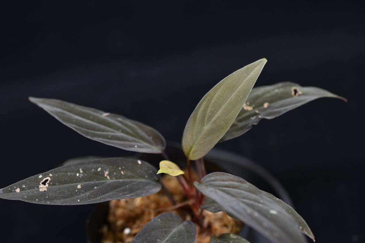 Yahoo!オークション - 6. Homalomena sp. kabpaten landak Kalimantan