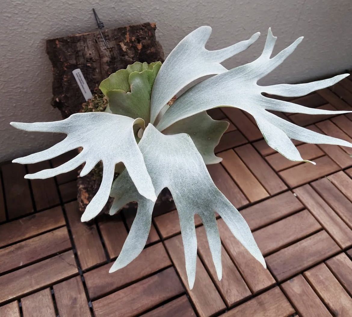 Yahoo!オークション - P. 'FSQ' (vp#11) ビカクシダ【vandaka】