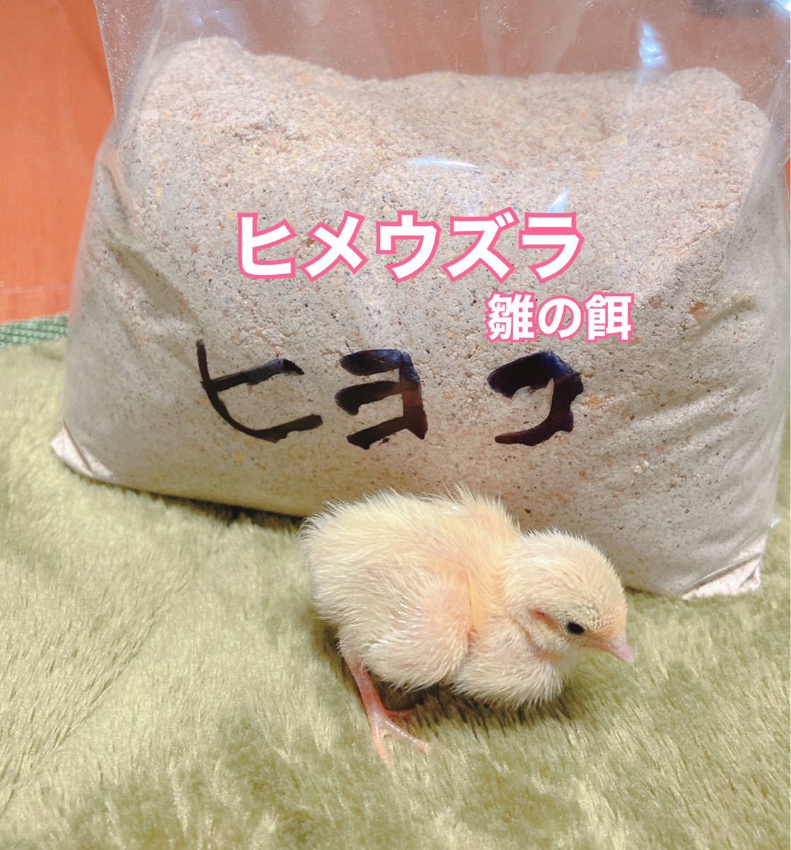 ヒメウズラ 雛用餌 1kg ひめうずら 鳥の餌 鳥｜Yahoo!フリマ（旧PayPay