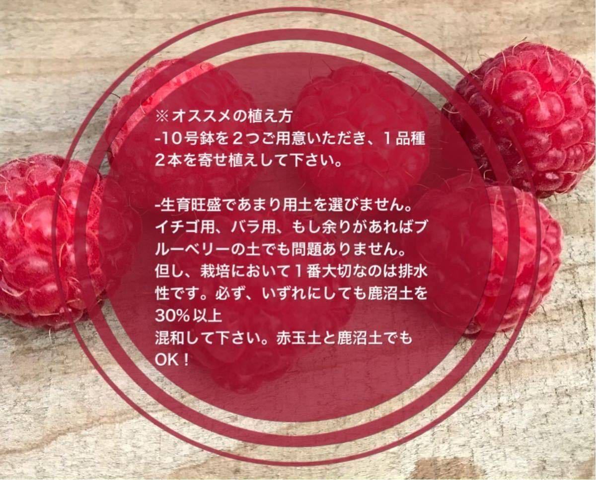 トゲなし ラズベリー苗 グレンアンプル ＆ グレンモイ 5号鉢｜Yahoo