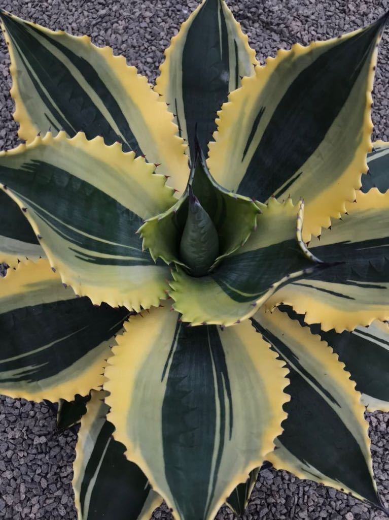 アガベ リップルエフェクト 子株 アガベリップルエフェクト子株②