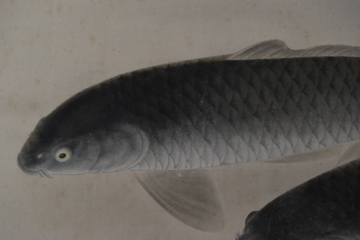 真作/國井幸雪/游鯉図/遊鯉/松鯉/花鳥図/掛軸☆宝船☆AK-630 真作/國井